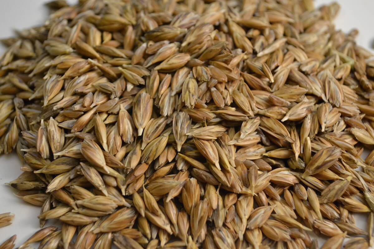 5 ricette sane e leggere con il farro